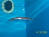 100_2231.JPG