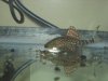 new fish 005.jpg