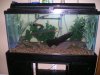 fish tank 094.jpg fish tank 094.jpg