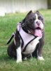 pink____devilsdenpitbulls_com1.jpg