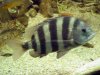 sheepshead.jpg
