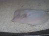 FreshwaterAtlanticStingray002.jpg
