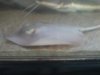 AtlanticFreshwaterStingray003.jpg