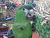 Kiwi.jpg