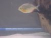 Piranhas 013.jpg