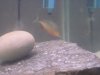 Piranhas 016.jpg
