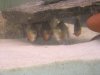 Piranhas 024.jpg