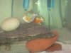 Piranhas 027.jpg