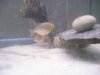 Piranhas 033.jpg