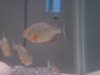 Piranhas 036.jpg