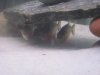 Piranhas 018.jpg