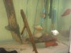 Piranhas 009.jpg