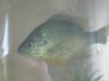 Piranhas 043.jpg