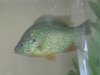 Piranhas 046.jpg