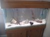 Piranhas 047.jpg
