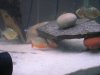 Piranhas 058.jpg