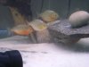 Piranhas 069.jpg
