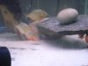 Piranhas 071.jpg