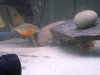 Piranhas 078.jpg
