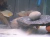 Piranhas 107.jpg