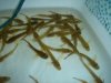 DSC09467.JPG