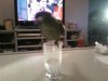kiwi 2.jpg