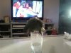 kiwi 1.jpg