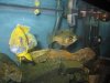 new fish 014.jpg