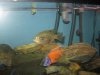 new fish 015.jpg