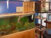 DIY turtle 1.JPG