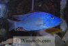 Tyrannochromis_Nigriventer_1.jpg