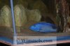 Tyrannochromis_Nigriventer_14.jpg
