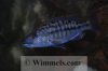 Tyrannochromis_Nigriventer_8.jpg