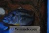 Tyrannochromis_Maculiceps_1.jpg