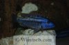 Tyrannochromis_Maculiceps_3.jpg