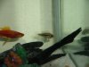 Apistogramma agassizi 10.JPG