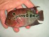 DSC00647.JPG