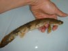 DSC00622.JPG