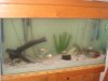 Piranhas 150.jpg
