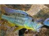 Tyranochromis Macrostoma.jpg