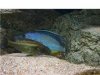 Tyranochromis Macrostoma3.jpg