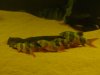 DSC01062.JPG