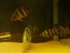 DSC01054.JPG