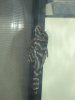 Plecos 001.jpg