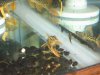 Plecos 006.jpg
