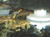 Plecos 007.jpg