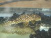 Plecos 011.jpg