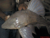 plecojumbocarachamaadoniss.gif