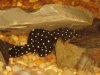 Pleco Side View.JPG