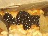 Pleco Rear Shot.JPG